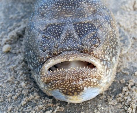 Stargazer Fish Facts: Profile, Characteristics, Tongue, .